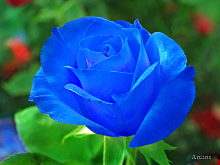 Blue rose with grreen leaves lovely blue rose looks natural [] for your ...