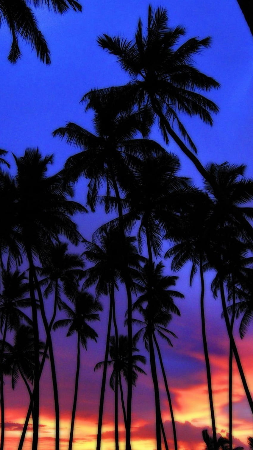 Palm Sunset HD phone wallpaper | Pxfuel