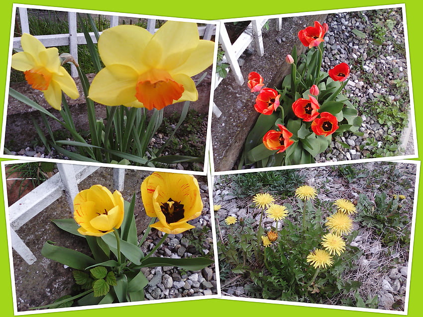 Collage of spring flowers, flowers, spring, pretty, yellow HD wallpaper