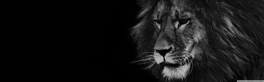 Lion Black and White Ultra Background para: Widescreen & UltraWide & Laptop: Multi Display, Dual Monitor: Tablet: Smartphone papel de parede HD