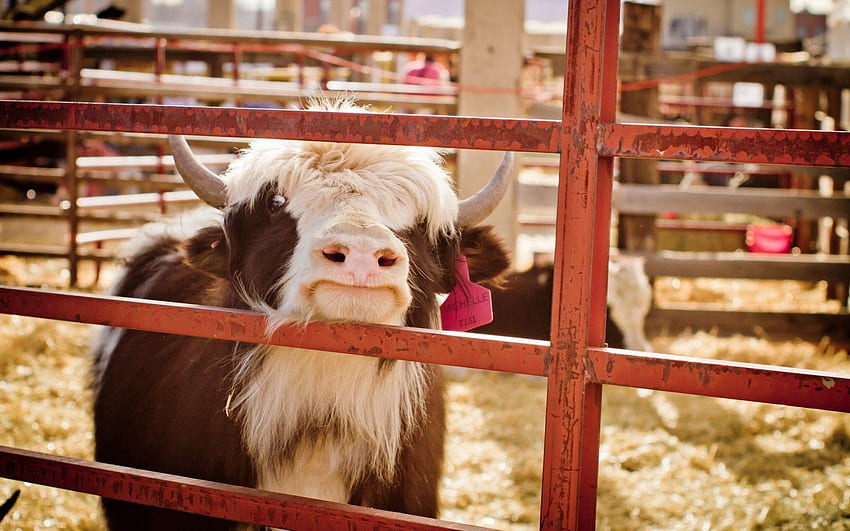 動物, 背景, 農場, 牛 高画質の壁紙