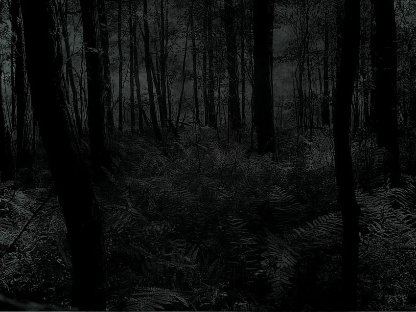 Scary Forest Phone . Scary , Scary Skeleton and Scary Halloween, Creepy Black and White HD wallpaper
