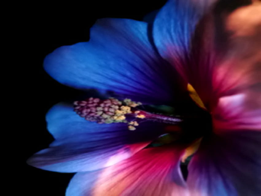 KOLOROWE PŁATKI, kolorowe, zbliżenie, kwiat Tapeta HD