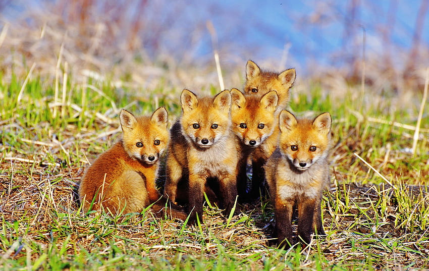 Animals, Grass, Fox, Sit, Young, Cubs, Lots Of, Multitude HD wallpaper