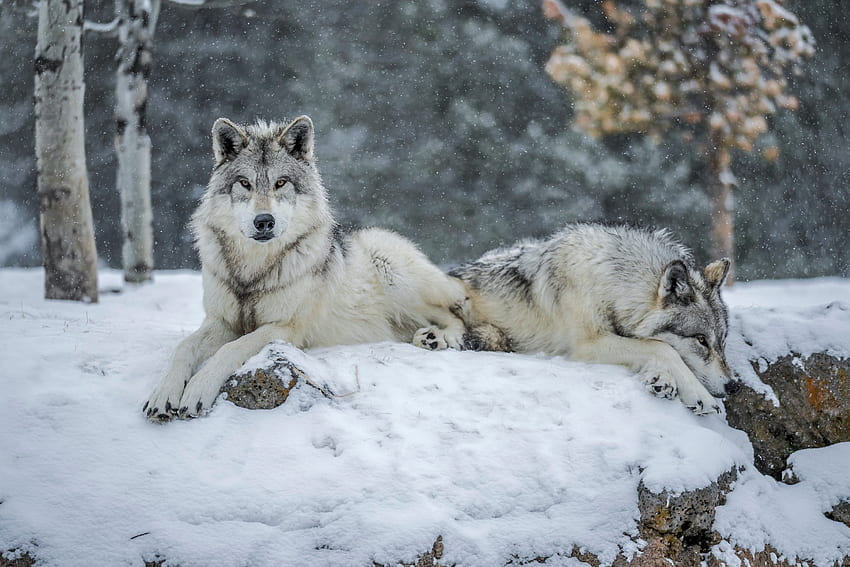 1920x1080px, 1080P Free download | Grey Wolves from Yellowstone N.P ...