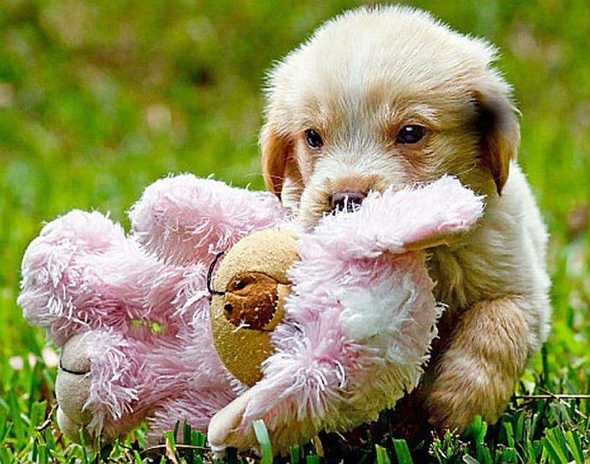 anak anjing dengan mainan untuk karamel, manis, mainan, anak anjing, hewan peliharaan Wallpaper HD