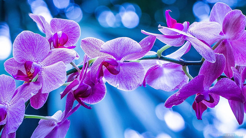 Purpurowe Kwiaty Orchidei Tapeta HD
