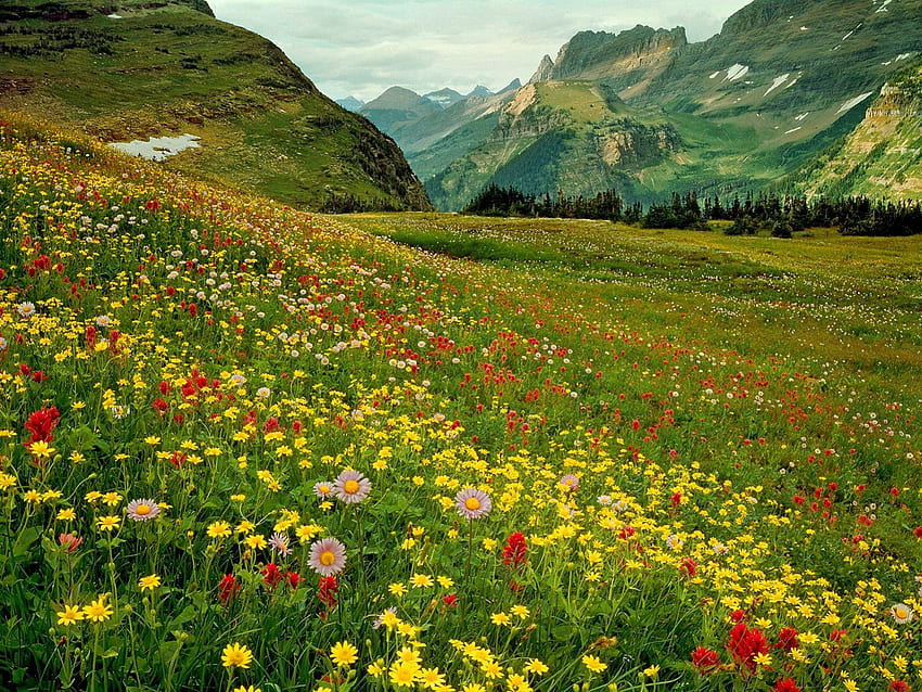 Flores silvestres, colorido, Montana, picos, pendiente, hermosa, hierba, agradable, montaña, bonita, campo, verdor, naturaleza, flores, encantador, parque nacional de los glaciares fondo de pantalla