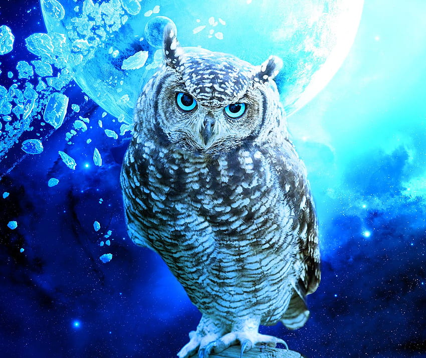 Blue Owl, Spring Owl HD wallpaper