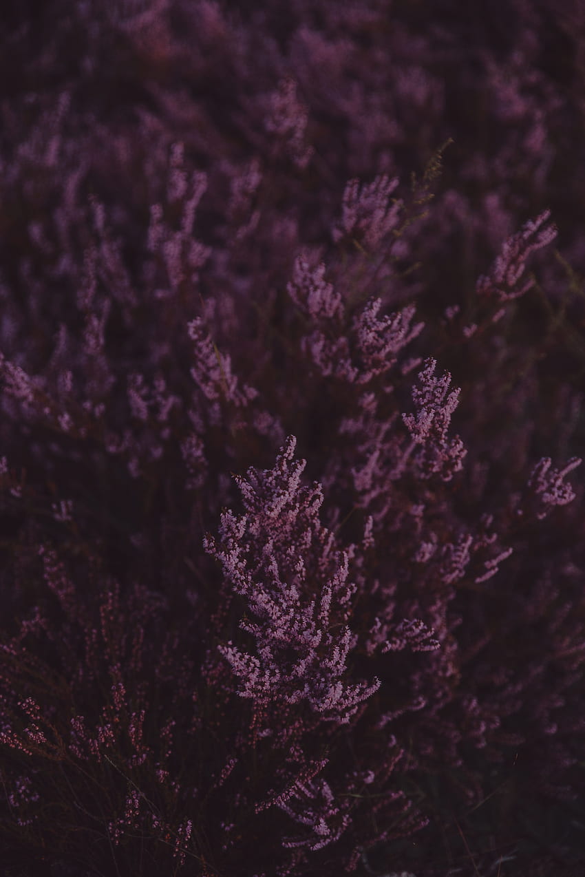 Lavender, Flowers, Violet, Macro, Close-Up, Bloom, Flowering, Purple HD phone wallpaper