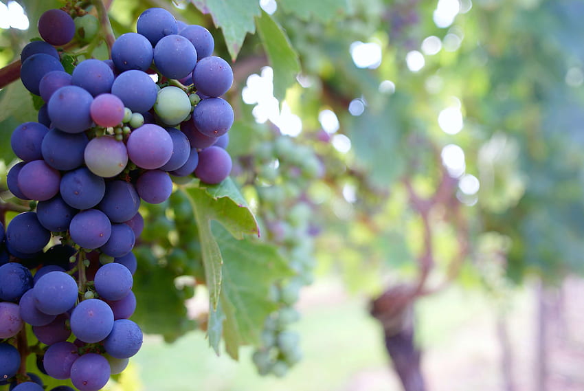 food, fruit, grapes, grapevine, leaves, macro, vineyard, Grape Vine HD wallpaper
