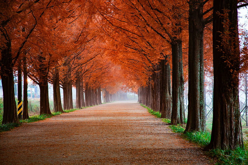 Есен, дървета, красива пътека, мъглива сутрин, природа HD тапет