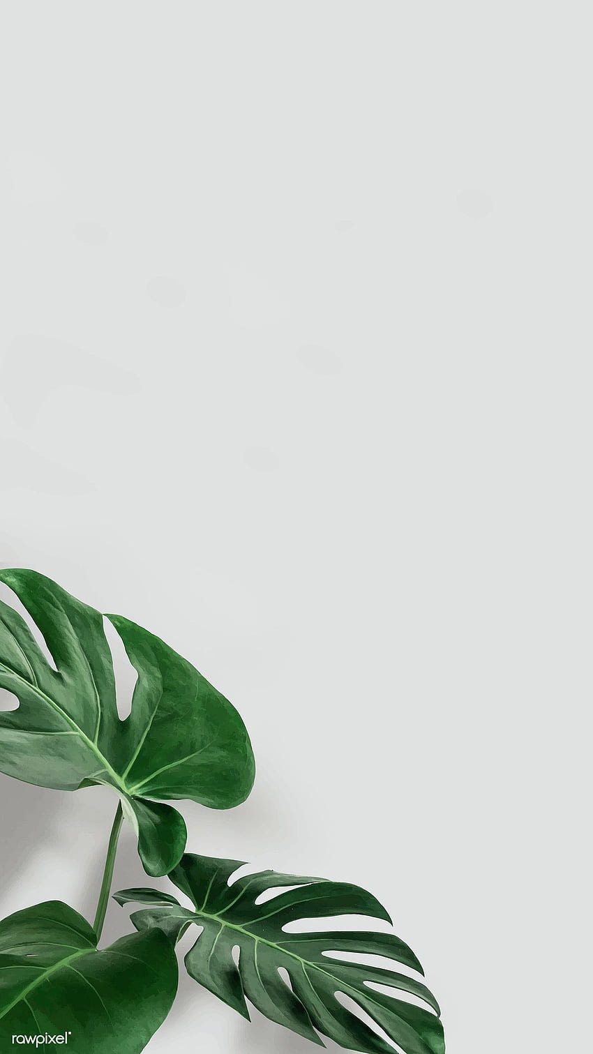 Premium-Vektor von grünen Monstera-Blättern mit Kopierraumvektor. iPhone-Pflanzen, Blätter iphone, Minimal, Pastellblätter HD-Handy-Hintergrundbild