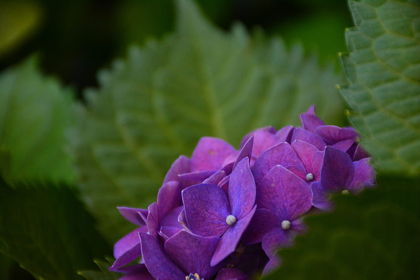 Blumen, Strauch, Blütenblätter, Hortensie HD-Hintergrundbild