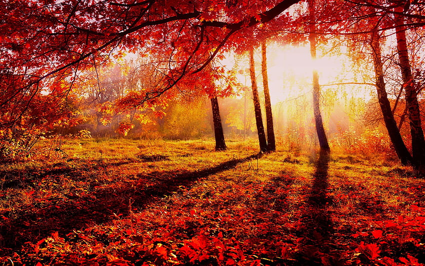 AUTUMN SHINE, Leaves, Rays, light, Trees, Fall, branches, Nature, Sunrises HD wallpaper
