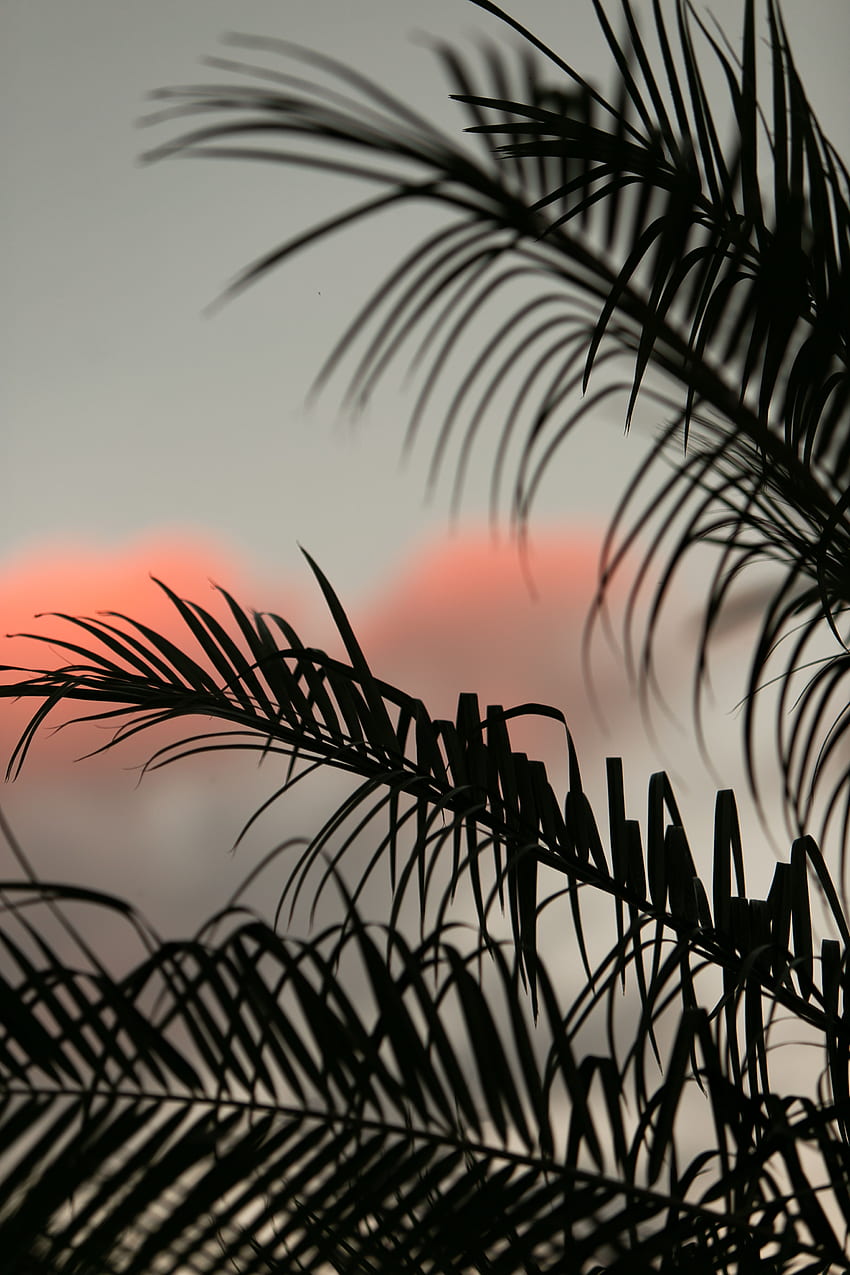 Nature, Sky, Leaves, Dark, Palm, Branches HD phone wallpaper | Pxfuel