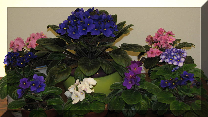 Optimara Veilchen, Blumen, Pflanzen, Veilchen, Usambaraveilchen HD-Hintergrundbild