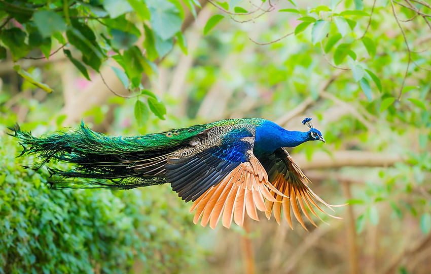 bird, wings, feathers, tail, peacock, flight for , section животные, Bird Wings HD wallpaper