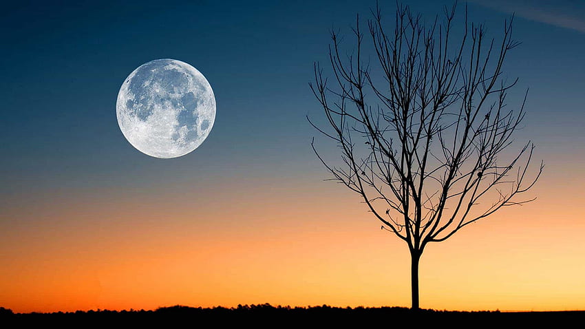 Bulan Cacing Maret, Bulan Super saat Matahari Terbenam Wallpaper HD