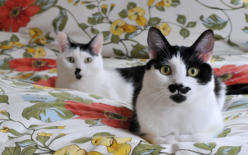 Animals, Cats, Couple, Pair, Cute, Linens, Bedclothes HD wallpaper