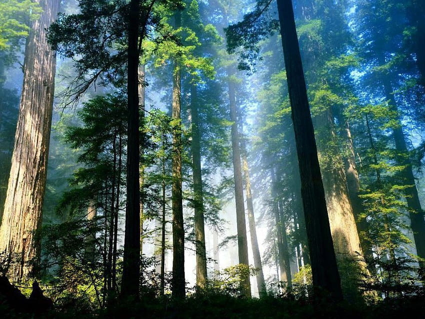 ธรรมชาติ ต้นไม้ ร่มเย็น ป่าเขาลำเนาไพร วอลล์เปเปอร์ HD