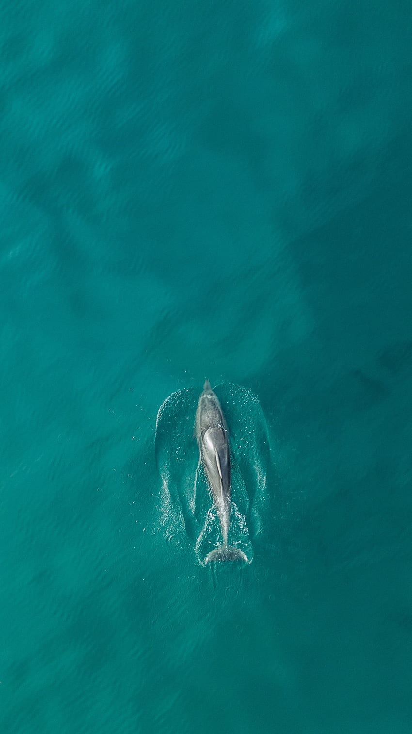 Animals, Water, View From Above, Ocean, Dolphin, Fish HD phone wallpaper