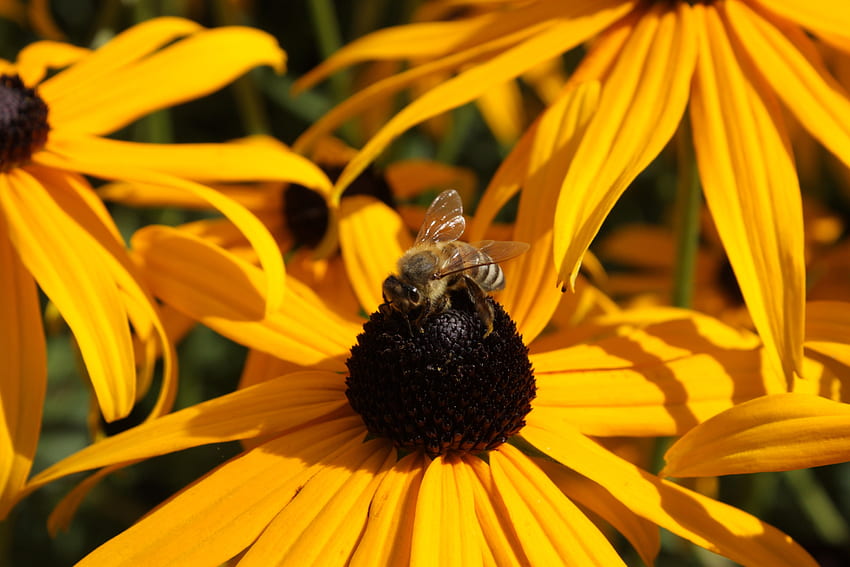 Kwiat, Makro, Pszczoła, Zapylanie, Echinacea Tapeta HD