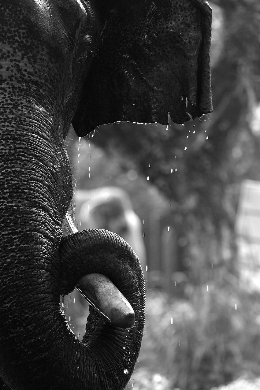 Grand Shower, Oleh Vikas Puthiyakavil, Tamron Challenge 2014 - Better graphy, Kerala Elephant wallpaper ponsel HD