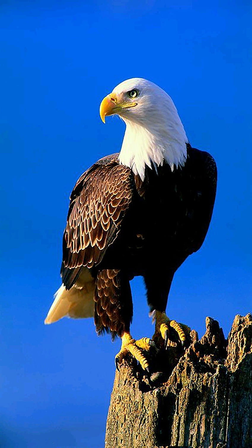 Adler, Vogel, Adler Königsvogel HD-Handy-Hintergrundbild
