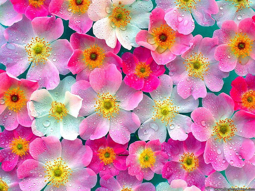 Flowers Background Pink Flowers HD wallpaper | Pxfuel