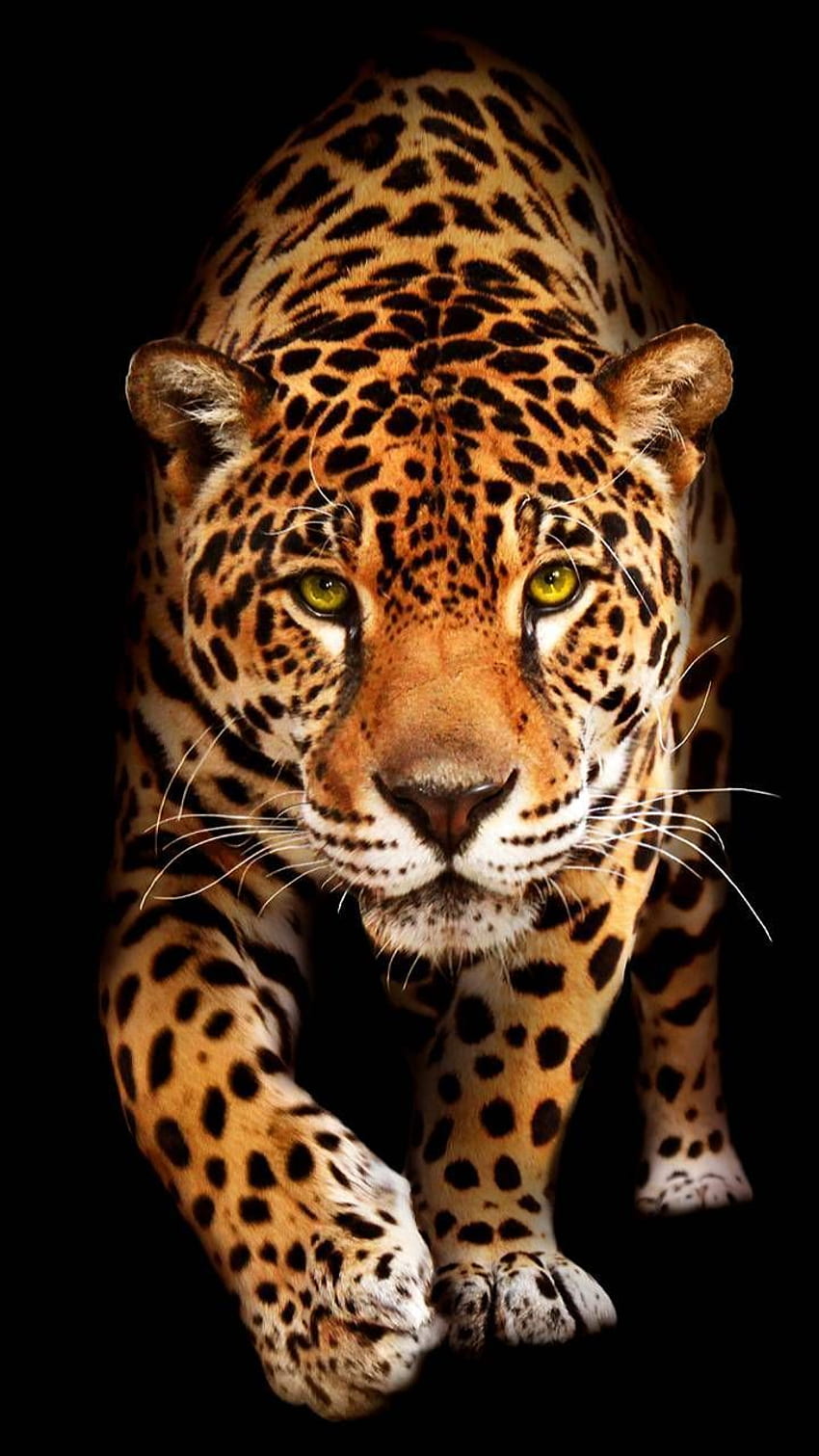 Zwierzę na telefon w 2020 r. Zwierzę Jaguara, Jaguar, Dzikie zwierzę Tapeta na telefon HD
