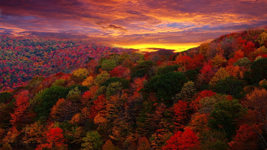 Padure Ireala Toamna Normala. Poze de Toamna, Mountain Fall Foliage HD wallpaper