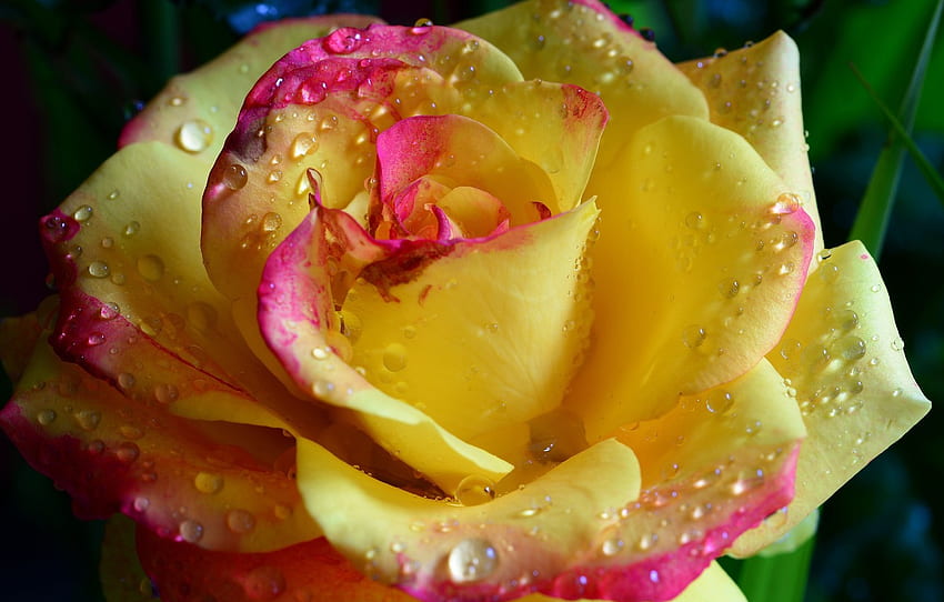 Romantic Yellow Rose Water Drops Leggings