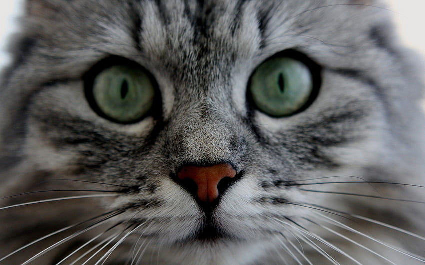 Tiere, Katze, flauschig, Schnauze, Augen, grau, nett, Schatz HD-Hintergrundbild
