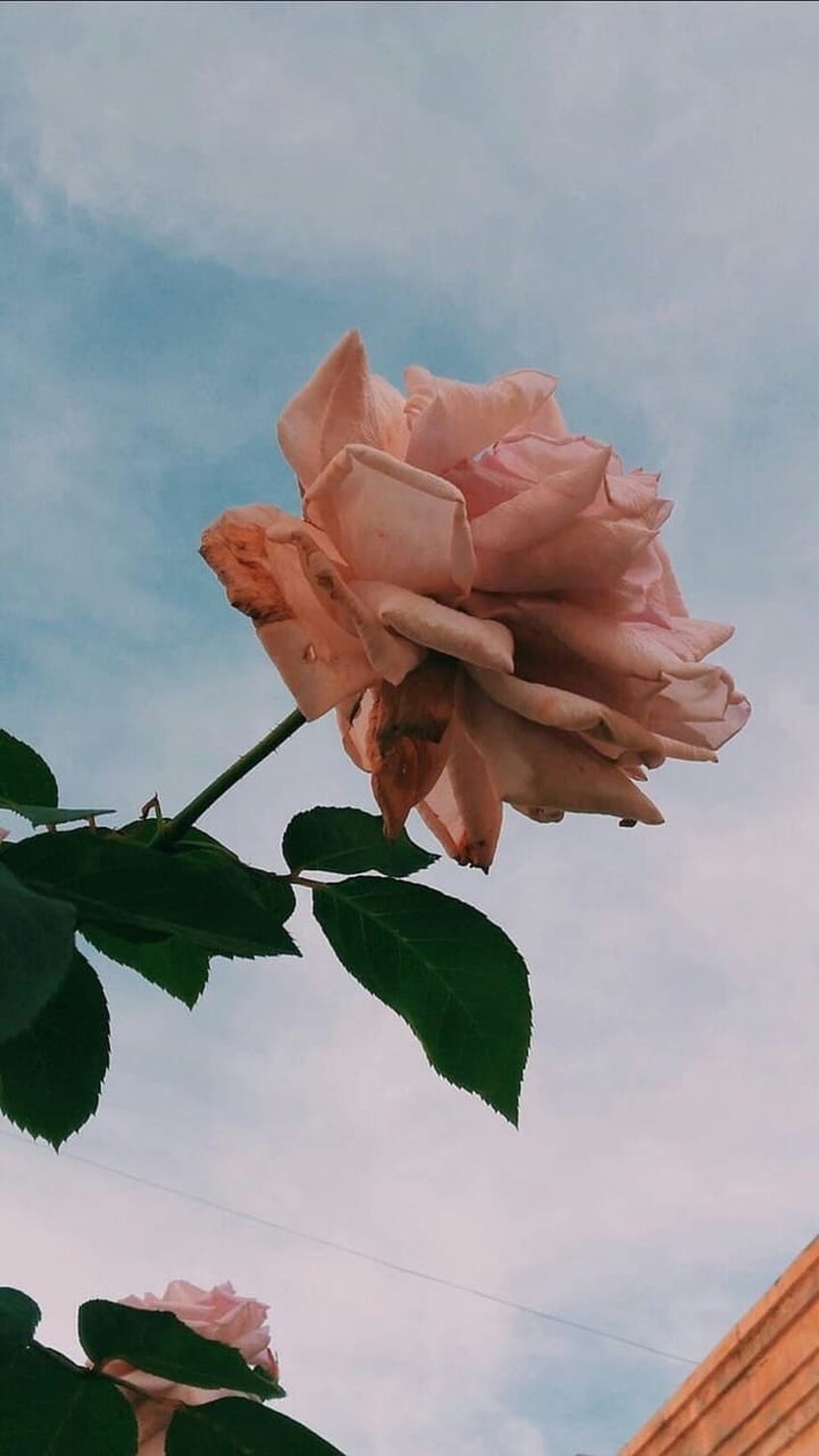 Rose Aesthetic, Cute Aesthetic Rose HD phone wallpaper | Pxfuel