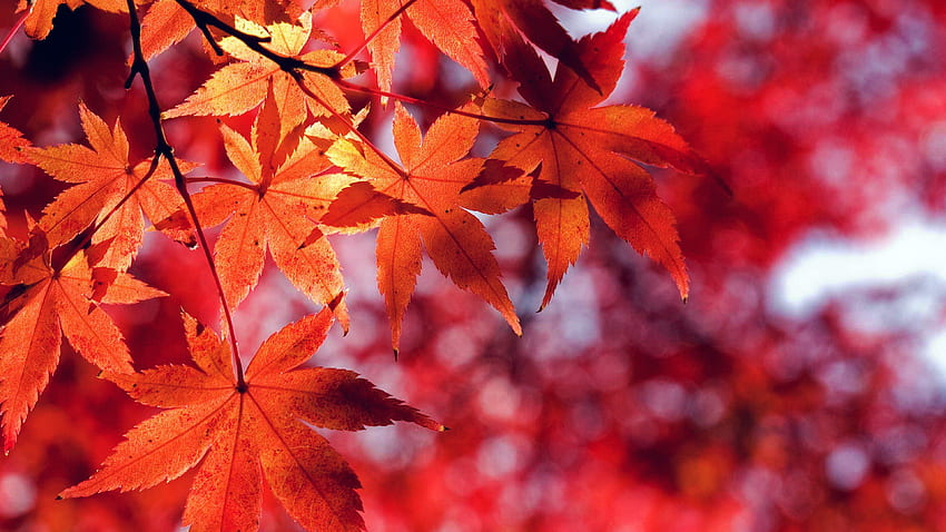 for , laptop. fall leaf red mountain HD wallpaper