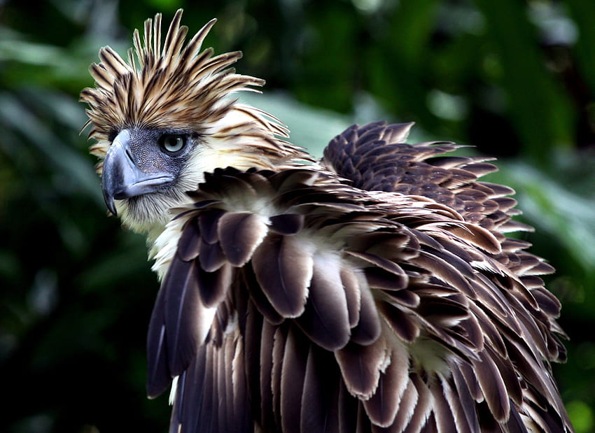Philippinischer Adler. Hintergrund. Philippinischer Adler, Gefährdete Tiere, Adler HD-Hintergrundbild