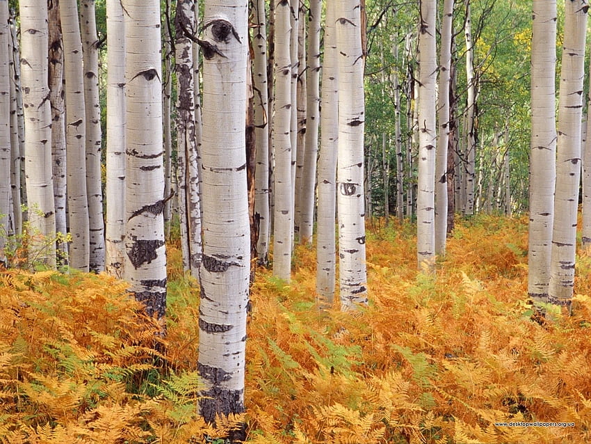Lanskap, Pohon, Musim Gugur, Birch Wallpaper HD