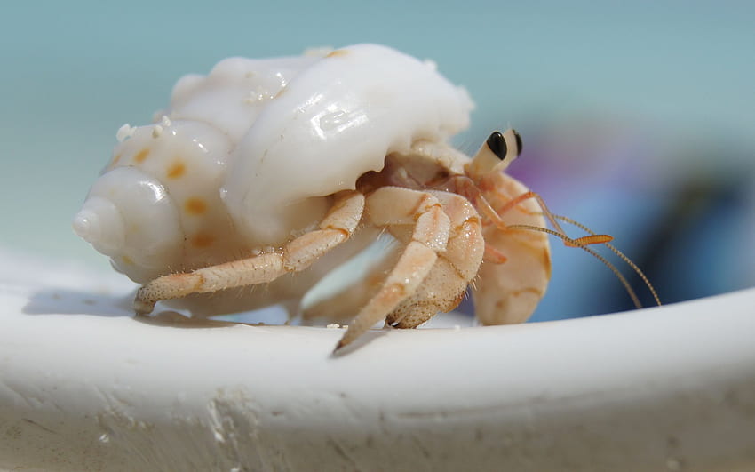 Hermit Crab and Background HD wallpaper