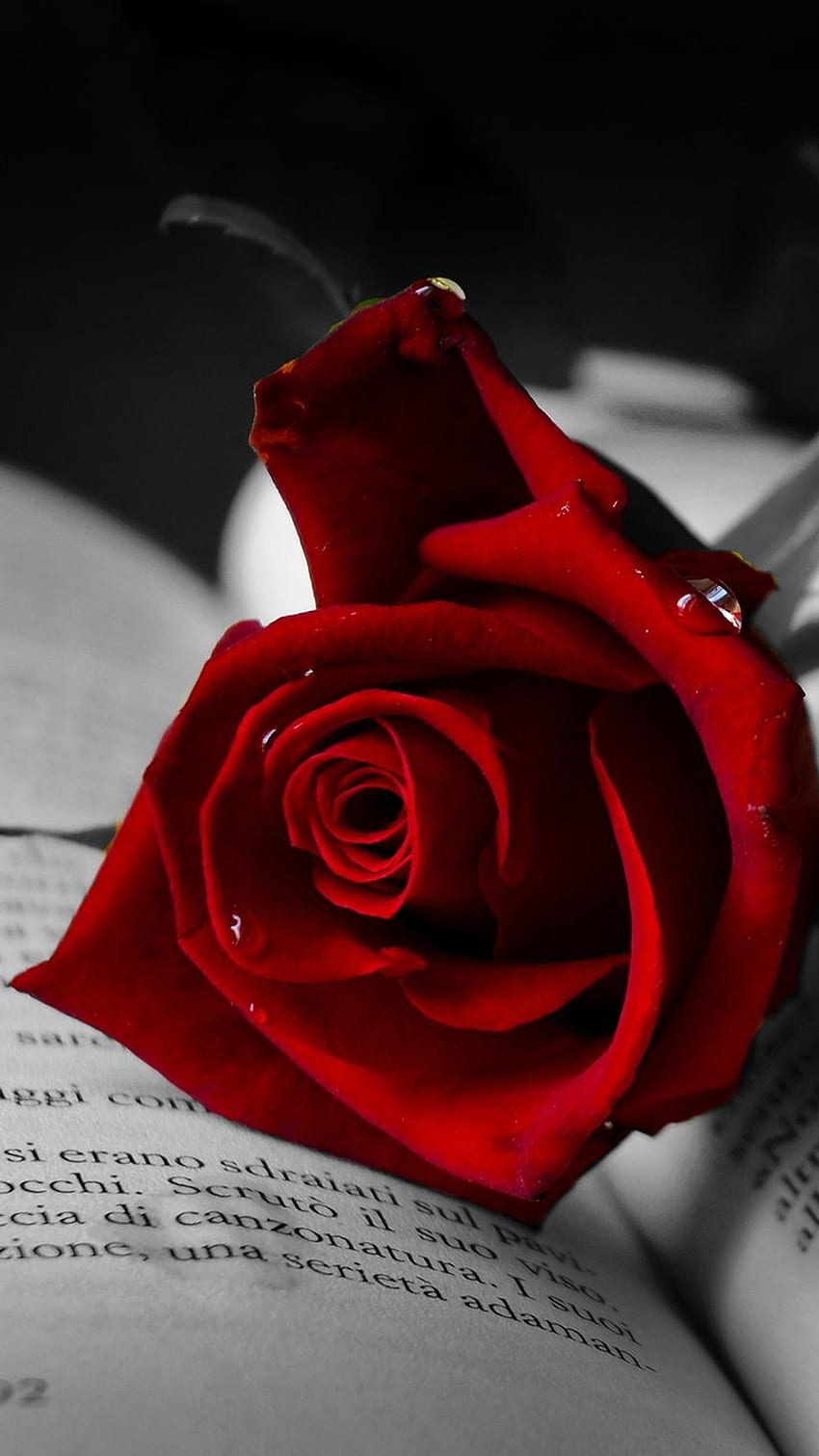 : Czerwona Róża Dla Telefonów Komórkowych, Mobile Rose Tapeta na telefon HD