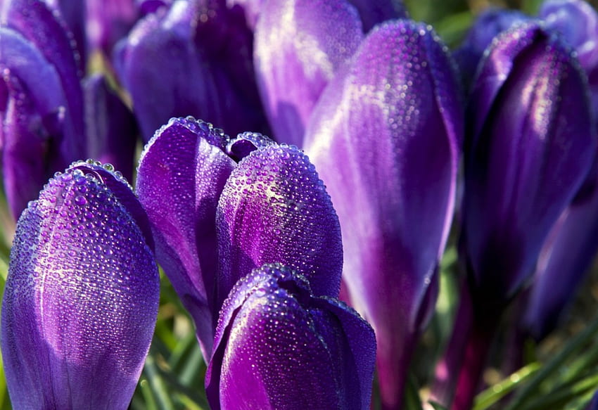 Crocus, violet, crocus, fleur, vert, printemps Fond d'écran HD