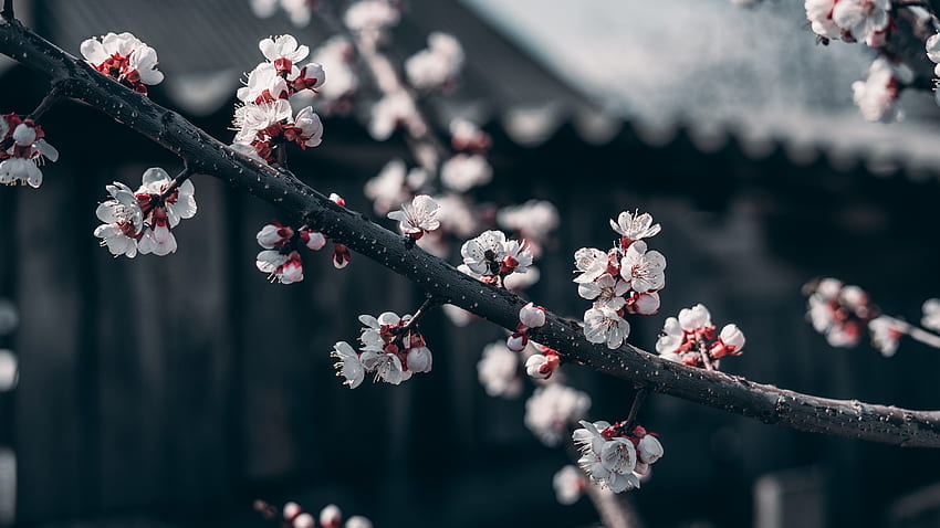 5K Free download | White and Red Cherry Blossom Flowers · Stock HD