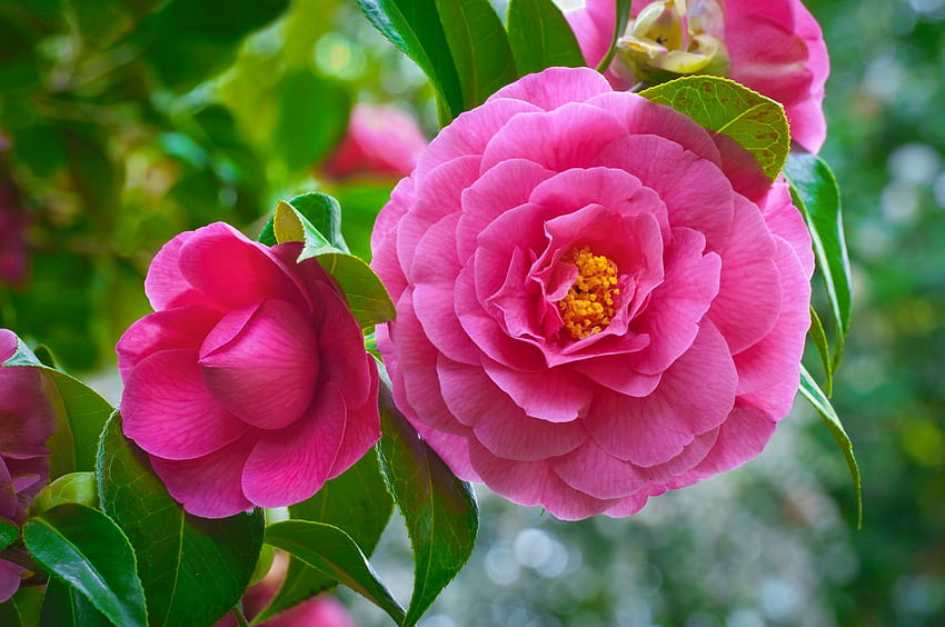 Pink camelia, summer, leaves, flower, garden, scent, beautiful, camelia, fragrance HD wallpaper