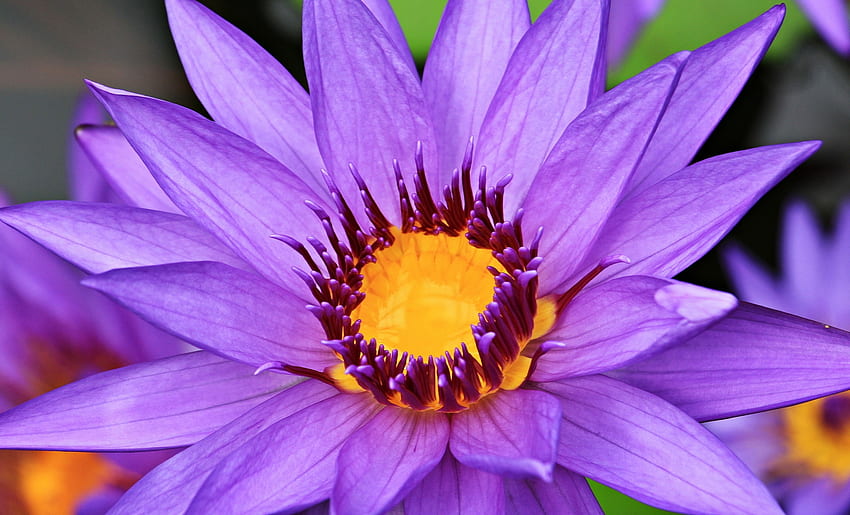 Purple Lotus, water, blossom, petals, flower HD wallpaper