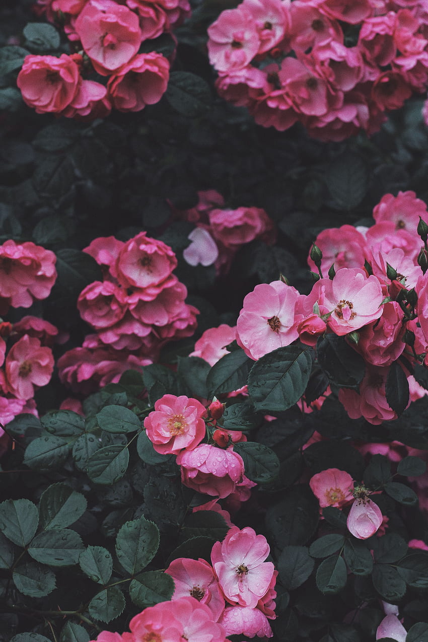 花, ピンク, ブッシュ, ブルーム, 開花, ワイルド ローズ HD電話の壁紙