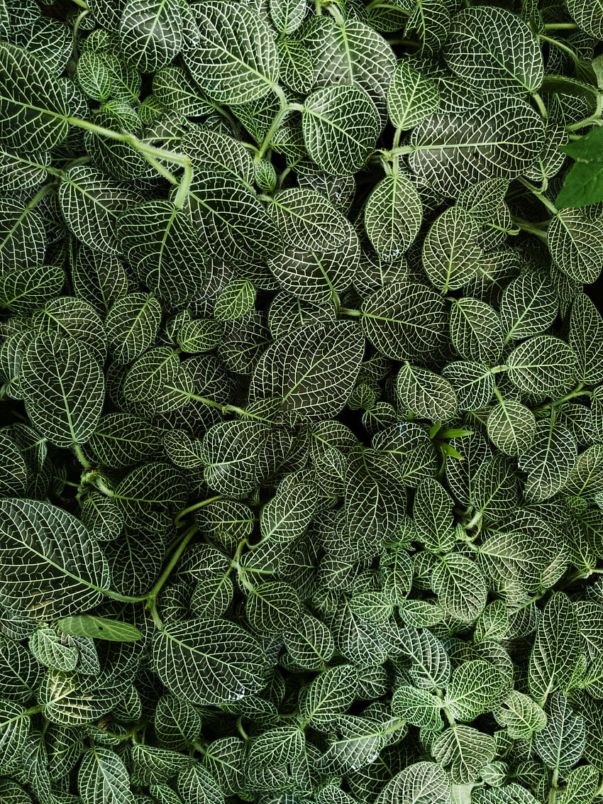 Nature, Leaves, Plant, Striped HD phone wallpaper