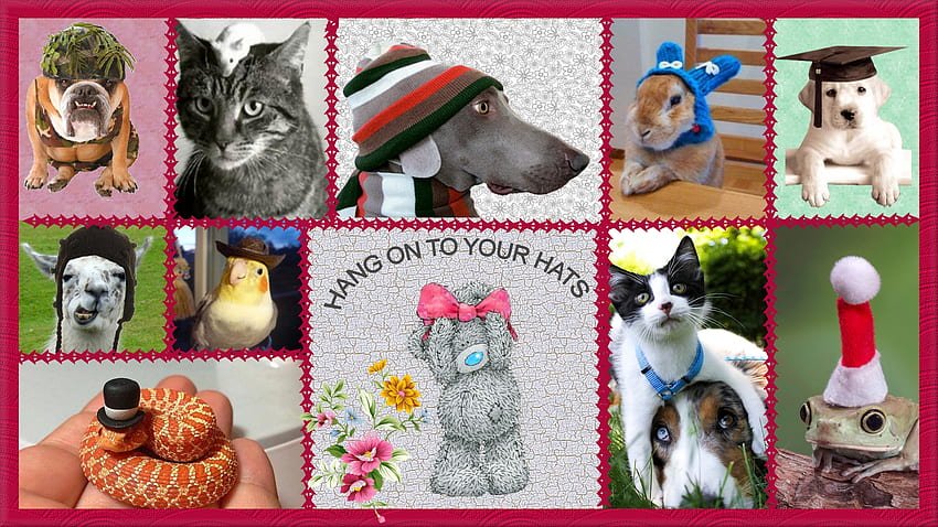 Hang On To Your Hats, snake, dogs, cats, hats HD wallpaper