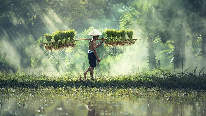 Kambodschanischer Reisbauer U, -Auflösung HD-Hintergrundbild
