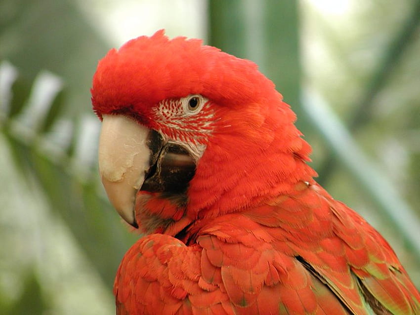 Schau mich an... Ich bin so hübsch!, Orange, Vogel, tropisch, Papagei HD-Hintergrundbild