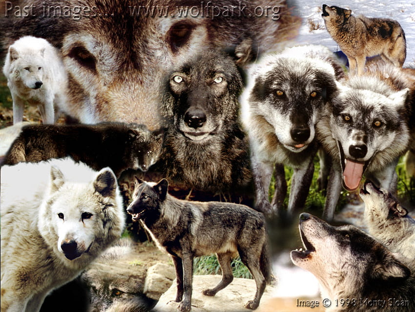 オオカミのコラージュ、黒いオオカミ、動物、犬、自然、灰色オオカミ、コラージュ 高画質の壁紙
